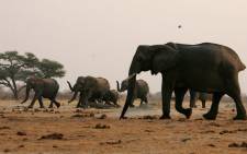 FILE: A herd of elephants raise their trunks on their way to a watering pan supplied with water pumped from boreholes powered by more than 45 diesel-powered generators which run continuously to ensure a steady supply of water for animals in the arid Hwange National Park on 6 September 2012. Picture: AFP