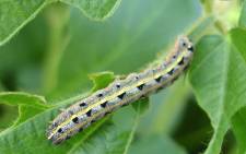 An armyworm. Picture: Pixabay.com