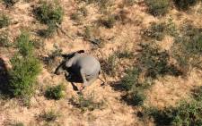 This image provided on 3 July 2020 courtesy of the National Park Rescue charity shows the carcass of one of the many elephants which have died mysteriously in the Okavango Delta in Botswana. Picture: AFP