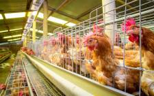 FILE: The agriculture and rural development department said Namibia, Botswana, and Lesotho have banned poultry and related raw products from areas hit by the bird flu outbreaks. Picture: 123rf