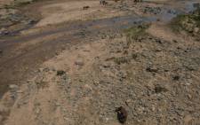 Emaciated cattle roam through the dried up Umfolozi River in Ulundi in KwaZulu-Natal as drought conditions affect South Africa. Picture: AFP.