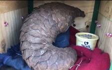 Three suspects were arrested at the Waterfall Shopping Mall last week after they were found in possession of a pangolin, which is an endangered species. Picture: @SAPoliceService/Twitter