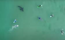 Drone footage captures a great white shark encounter in Plettenberg Bay. Screengrab: Zachary Berman/YouTube