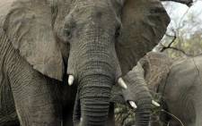 Elephants in South Africa's Kruger National Park. Picture: Alexander Joe/AFP