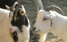 The goat cafe, houses a pair of friendly goats for customers to pet in Tokyo. Picture: stock.xchng