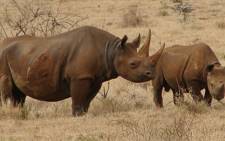 FILE: Black rhino. Picture: Wikimedia Commons.