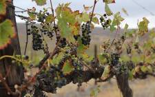 Farmers have been unable to harvest vineyards on a farm in Vredendal, in the Western Cape due to the current drought in the province. Picture: Christa Eybers/EWN
