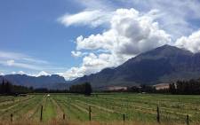 FILE: The Winelands route goes through some breathtaking agricultural scenery. Picture: EWN.