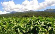 Tobacco Plantation. Picture: stock.xchng