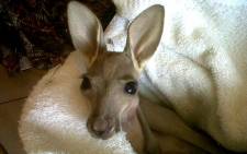 FILE: A baby kangaroo. Picture: Pretoria Zoo.