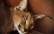 Caracal are found across the African continent through the Middle East, Central Asia, Pakistan and north-western India.