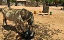 Cattle drink from a basin near the village of Merine in Dakar, Senegal. Picture: AFP.