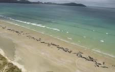 This handout photo taken and released on 26 November 2018 from the New Zealand Department of Conservation shows dead pilot whales on a remote beach on Stewart Island in the far south of New Zealand. Picture: AFP