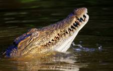 The boy says he fought being pulled under water by holding on to a log while friends stoned the crocodile. Picture: Freeimages.com