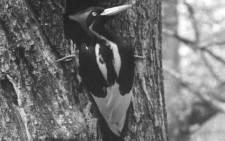 This handout photo obtained 29 September 2021, taken from movie footage recorded by Arthur Allen in Louisiana, 1935, and archived in the Macaulay Library at the Cornell Lab of Ornithology, shows an Ivory-billed woodpecker. The United States on 29 September 2021 declared 23 species extinct, including one of the world's largest woodpeckers dubbed the 'Lord God Bird'. Picture: Arthur Allen/Cornell Lab of Ornithology/AFP