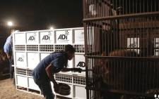 Lion loading is underway in Peru with each animal gently coaxed into their custom travel crate. Picture: Twitter - Animal Defenders International 