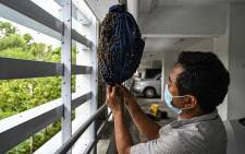 This picture taken on April 23, 2021 shows Ooi Leng Chye from the MY Bee Savior Association transferring bees to rescue them in the parking lot of an apartment building in Kuala Lumpur. MY Bee Savior Association is a group that saves bees and their nests when they are discovered in cities, seeking to prevent the creatures from being destroyed by those who view them as pests. Picture: Mohd Rasfan / AFP. 