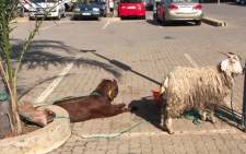 Community members contacted the SPCA and shared concerns about the animals found in the parking lot at a local shopping centre in Gauteng. Picture: Christa Eybers/EWN.