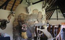 Stuffed animals in the home of rhino poaching accused Dawie Groenewald. Picture: Taurai Maduna/EWN
