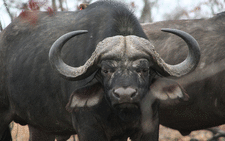 Buffalo. Picture: Freeimages.