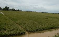 FILE: A flooded rice field in the Philippines. Picture: AFP