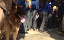 Sniffer dog Connel on standby to search the classrooms for drugs at Hoërskool CR Swart on 24 May 2013. Picture: Barry Bateman/EWN.