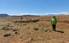 Alfreda Mars, a sheep and grain farmer in Moorreesburg, wants more young women to enter the agriculture sector. Picture: Graig-Lee Smith/Eyewitness News