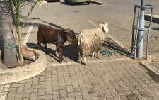 Community members contacted the SPCA and shared concerns about the animals found in the parking lot at a local shopping centre in Gauteng. Picture: Christa Eybers/EWN.