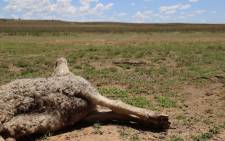 FILE: Farmers in the Free State are losing hundreds of animals because of the drought. Picture: Christa Eybers/EWN.