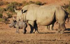FILE: A rhino and calf at a private game reserve. Picture: Supplied