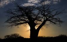 A baobab tree. Picture: Pixabay.com