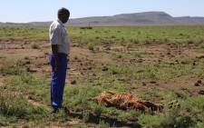 FILE: A farmer in the Free State stands next to a carcas of a cow that was lost in the drought. Picture: Christa Eybers/EWN.