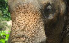 Mosha the elephant stepped on a landmine along the Thai-Myanmar border 10 years ago. Picture: Freeimages.com.