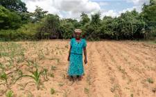 Josephine Ganye working in her wilting and stunted maize fields due to the unrelenting heat and poor rainfall in the drought prone Buhera in Zimbabwe in January 2020. Picture: AFP.