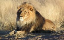 FILE: Trackers have been following a lion's spoor after he escaped from the Karoo National Park earlier this month. Picture: Wikimedia Commons.