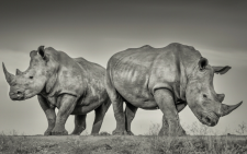 World Rhino Day. Credit: Gerry van der Walt/WildEye