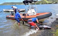 Men recover the carcass of melon-headed whale at the beach in Grand Sable, Mauritius, on 26 August 2020. Picture: AFP