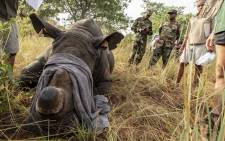 A sedated rhino has its GPS tags checked to make sure they match the DNA sample. Picture: Thomas Holder/EWN
