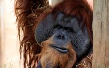 Dumai the Sumatran orangutan at the Johannesburg Zoo. Picture: The Johannesburg Zoo.
