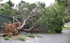 FILE: A tree uprooted after a storm. Picture: Supplied