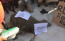 Activists from lobby group Black People’s National Crisis Committee brought a sheep to slaughter on the beach for a cleansing ceremony. Lauren Isaacs/EWN.