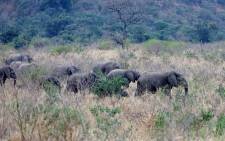 A herd of elephants in the Hluhluwe Game Reserve. Picture: Supplied