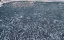 Screengrab from sardine run video filmed at Margate posted by The Sardine Run @sardinerun