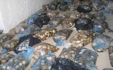 A file image of seized abalone worth R10 million. Picture: Supplied