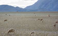 FILE: Sheep grazing in a field near Swellendam, in the Western Cape. Picture: AFP