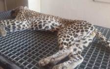 The leopard after capture for examination. Picture: SanParks.