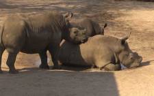 FILE: Rhinos in the Kruger National Park. Picture: Eyewitness News