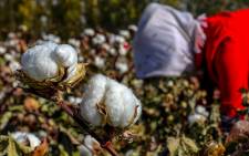 FILE: Cotton offers huge potential in terms of job creation, especially for the poorest and smallest producers in the marginalised north. Picture: AFP
