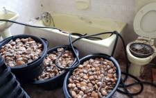 Abalone estimated at R9.5 million was confiscated in Tygerdal, Goodwood by police officials. Picture: @SAPoliceService/Twitter