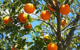 FILE: Unpicked oranges. Image: Hans Braxmeier from Pixabay 